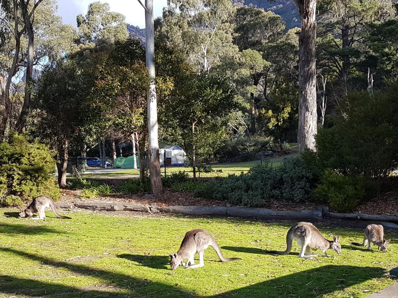 Breeze Holiday Parks - Halls Gap Exteriér fotografie